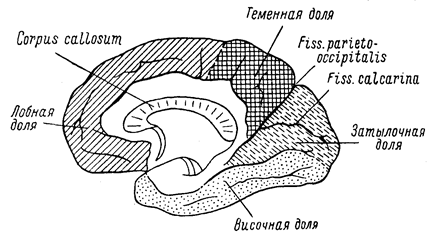 глава viii. кора головного мозга, симптомокомплексы поражения - student2.ru