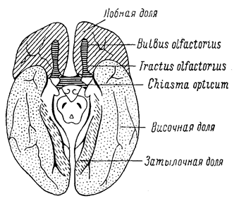 глава viii. кора головного мозга, симптомокомплексы поражения - student2.ru