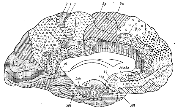 глава viii. кора головного мозга, симптомокомплексы поражения - student2.ru