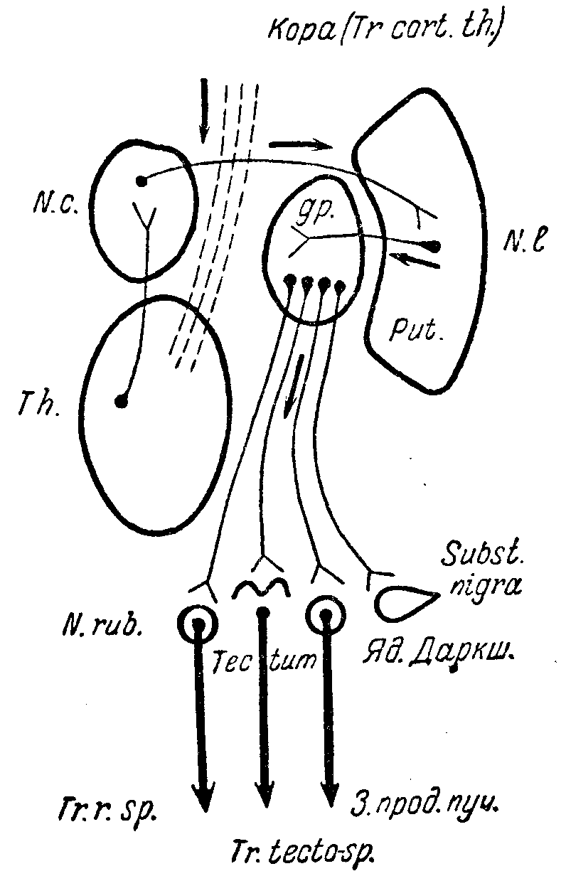 Глава VIl. ПОДКОРКОВЫЕ ГАНГЛИИ, ВНУТРЕННЯЯ КАПСУЛА, СИМПТОМОКОМПЛЕКСЫ ПОРАЖЕНИИ - student2.ru
