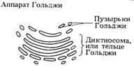 Главные части клетки: 1) ядро, 2) цитоплазма, 3) плазматическая мембрана. - student2.ru