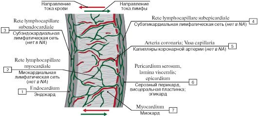 Глубокие шейные лимфатические узлы. - student2.ru