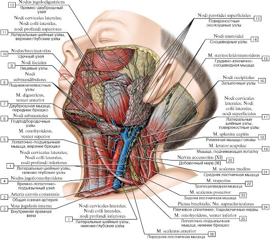 Глубокие шейные лимфатические узлы. - student2.ru