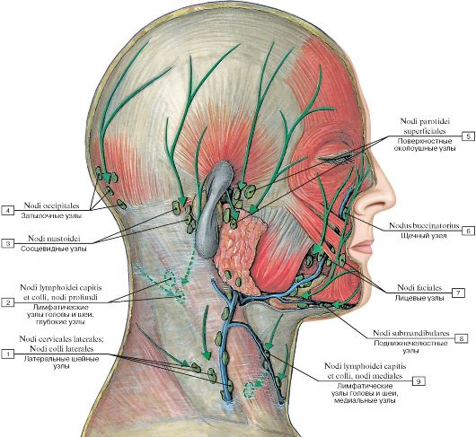 Глубокие шейные лимфатические узлы. - student2.ru