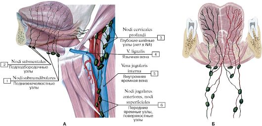 Глубокие шейные лимфатические узлы. - student2.ru