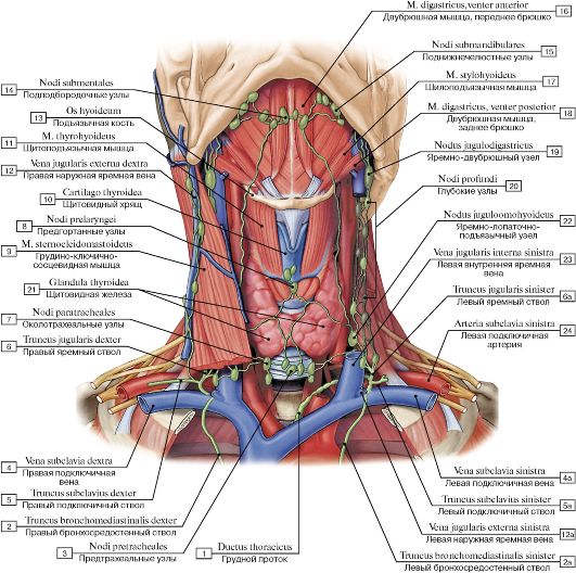 Глубокие шейные лимфатические узлы. - student2.ru
