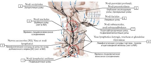 Глубокие шейные лимфатические узлы. - student2.ru