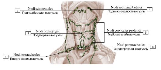 Глубокие шейные лимфатические узлы. - student2.ru