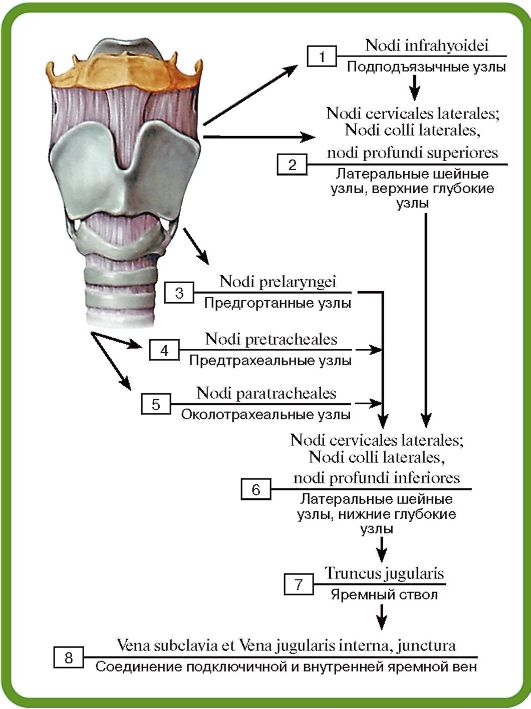 Глубокие шейные лимфатические узлы. - student2.ru