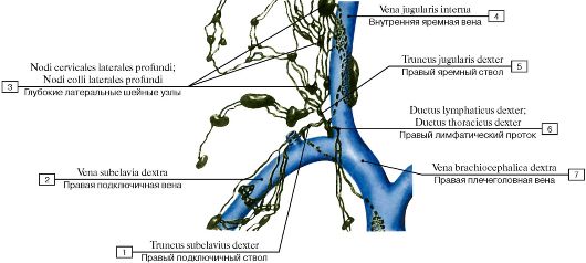 Глубокие шейные лимфатические узлы. - student2.ru