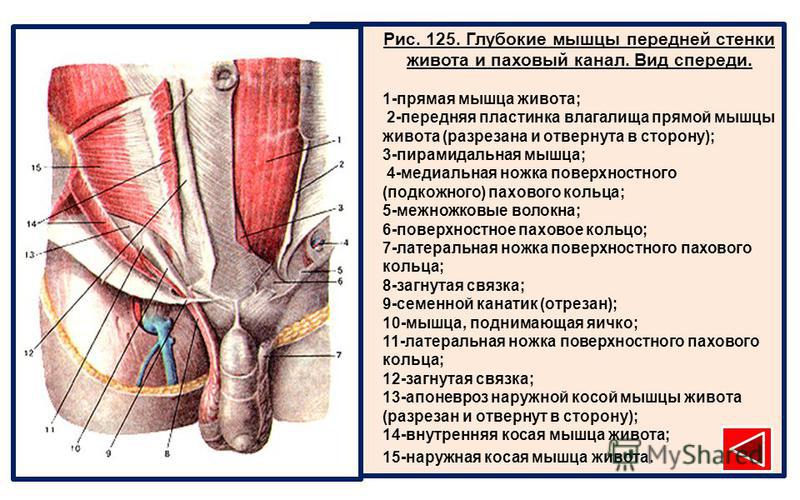 Глубокий слой мышц грудной клетки - student2.ru