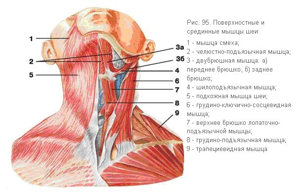 Глубокий слой мышц грудной клетки - student2.ru