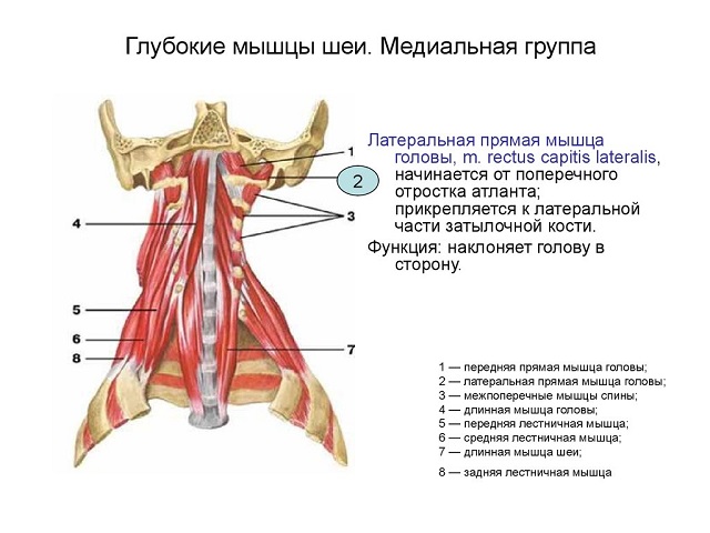 Глубокий слой мышц грудной клетки - student2.ru