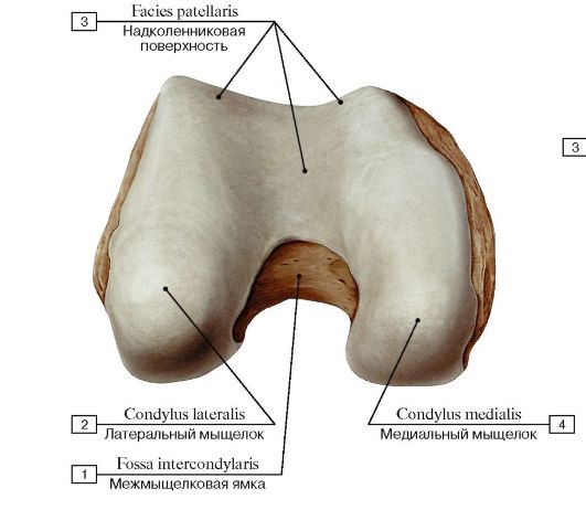 Gluteal tuberosity; 2 - Pectineal line; Spiral line; 3 - Lesser trochanter; 4 - Neck of femur; 5 - Greater trochanter; 6 - Fovea for ligament of head; 7 - Head of femur - student2.ru