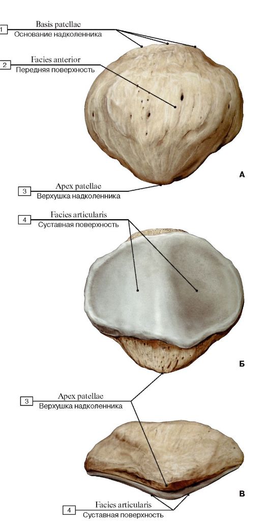 Gluteal tuberosity; 2 - Pectineal line; Spiral line; 3 - Lesser trochanter; 4 - Neck of femur; 5 - Greater trochanter; 6 - Fovea for ligament of head; 7 - Head of femur - student2.ru