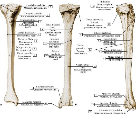 Gluteal tuberosity; 2 - Pectineal line; Spiral line; 3 - Lesser trochanter; 4 - Neck of femur; 5 - Greater trochanter; 6 - Fovea for ligament of head; 7 - Head of femur - student2.ru