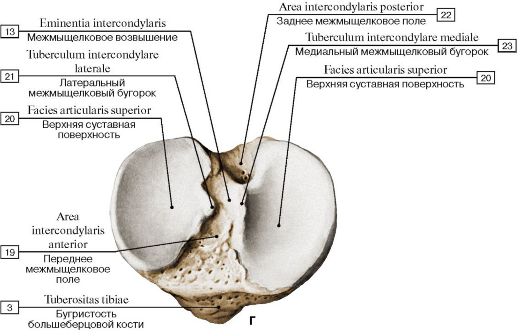 Gluteal tuberosity; 2 - Pectineal line; Spiral line; 3 - Lesser trochanter; 4 - Neck of femur; 5 - Greater trochanter; 6 - Fovea for ligament of head; 7 - Head of femur - student2.ru