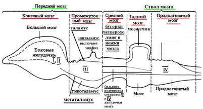 Головной мозг человека. Ствол мозга. - student2.ru
