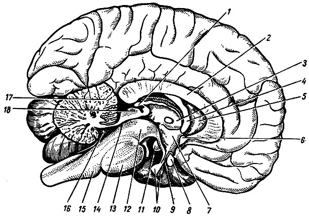 Головной мозг. Головной мозг (encephalon) располагается в полости черепа - student2.ru
