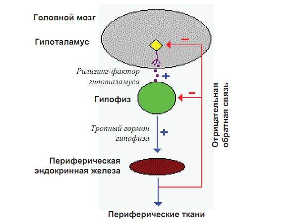 гормональды зерттеу - student2.ru