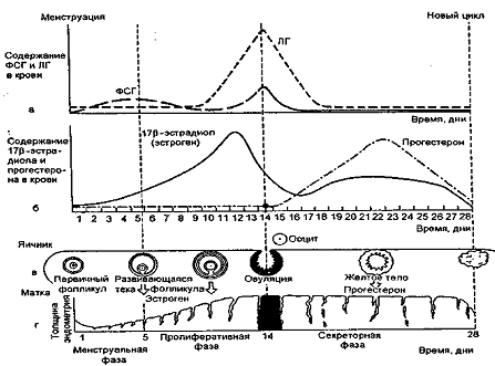 Гормональная регуляция менструального цикла. - student2.ru