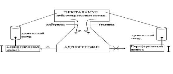 гормональные и антигормональные средства - student2.ru