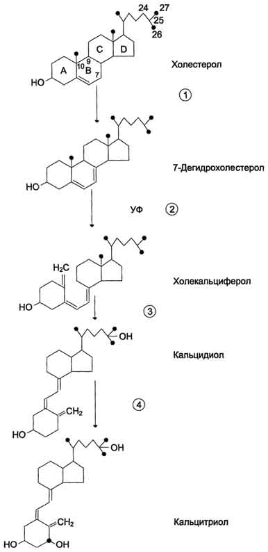 Гормоны паращитовидных желез. Химическая природа. Биологическая роль. Изменения метаболизма при гипо- и гиперпаратиреозе. - student2.ru