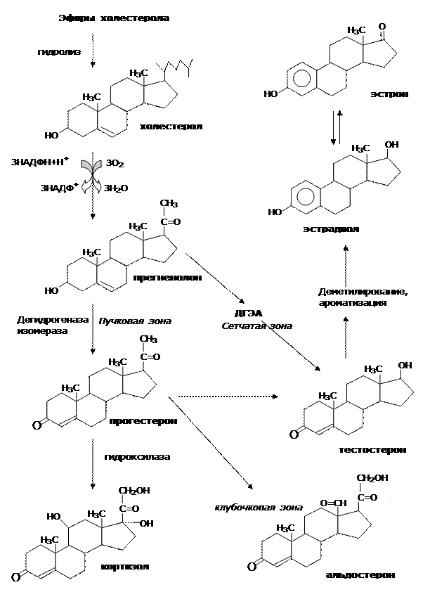 Гормоны паращитовидных желёз - student2.ru