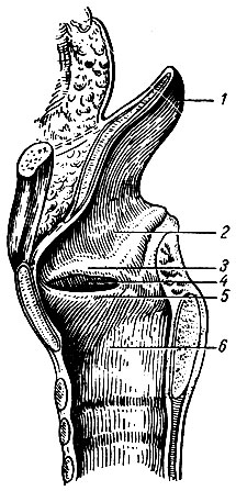 Гортань. Гортань (larynx) располагается в передней области шеи на уровне IV - VI шейных позвонков, ниже подъязычной кости - student2.ru