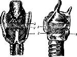 Гортань. Гортань представляет собой широкую короткую трубку, состоящую из хрящей и мягких тканей - student2.ru