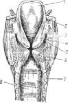 Гортань. Гортань представляет собой широкую короткую трубку, состоящую из хрящей и мягких тканей - student2.ru