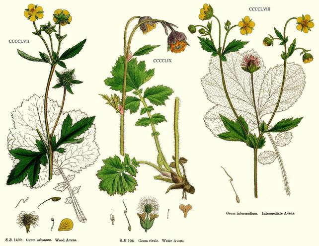 Гравилат (Avens, Colewort, Herb Bonet) - student2.ru