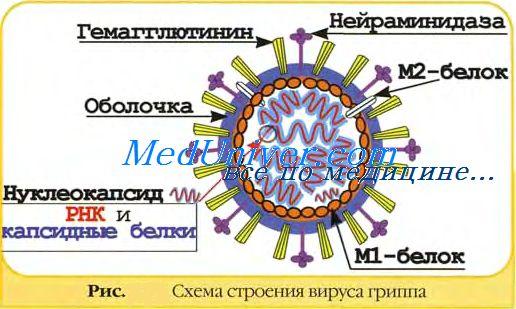 Грипп. Этиология, эпидемиология, патогенез, морфологическая характеристика, осложнения, причины смерти - student2.ru