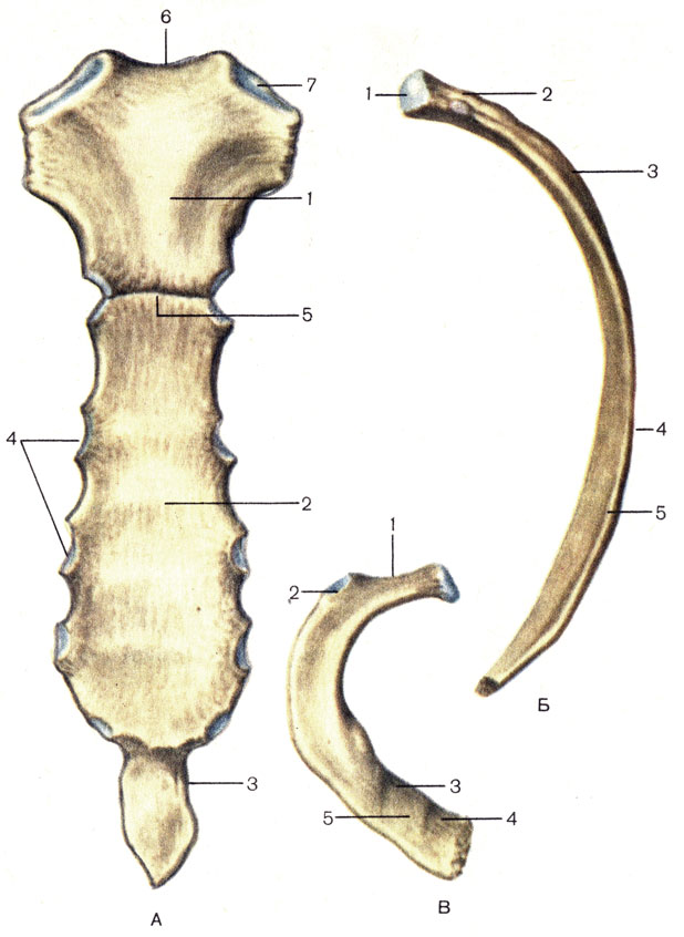 Грудная клетка: строение грудины. Рёбра, соединение рёбер с грудиной, классификация рёбер. Грудная клетка в целом - student2.ru