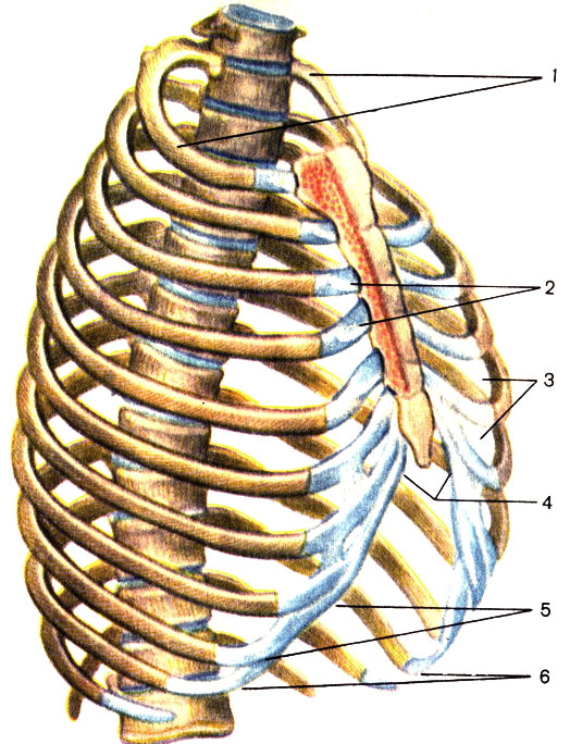 Грудная клетка: строение грудины. Рёбра, соединение рёбер с грудиной, классификация рёбер. Грудная клетка в целом - student2.ru