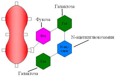 I.2. Антигены системы АВ0. Генетика. Структура - student2.ru