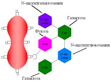 I.2. Антигены системы АВ0. Генетика. Структура - student2.ru