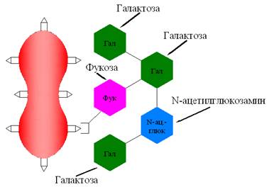 I.2. Антигены системы АВ0. Генетика. Структура - student2.ru