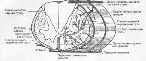 I. центральные артерии. центральный бассейн - student2.ru