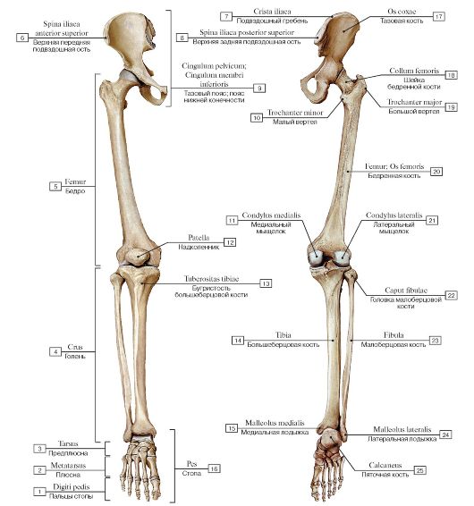 I - воздухоносная кость (решетчатая кость); II - длинная (трубчатая) кость; III - плоская кость; IV - губчатые (короткие) кости; V - смешанная кость - student2.ru