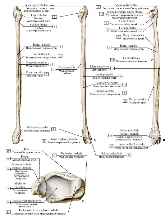 Gluteal tuberosity; 2 - Pectineal line; Spiral line; 3 - Lesser trochanter; 4 - Neck of femur; 5 - Greater trochanter; 6 - Fovea for ligament of head; 7 - Head of femur - student2.ru