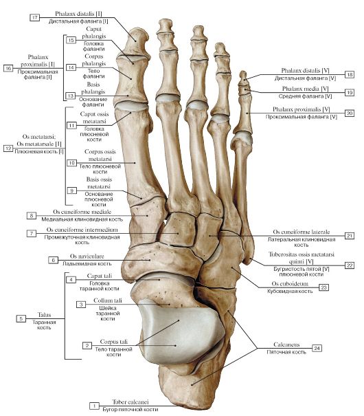 Gluteal tuberosity; 2 - Pectineal line; Spiral line; 3 - Lesser trochanter; 4 - Neck of femur; 5 - Greater trochanter; 6 - Fovea for ligament of head; 7 - Head of femur - student2.ru