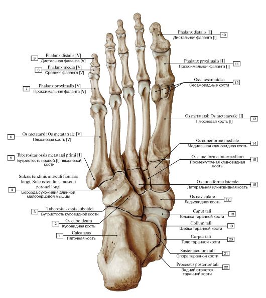 Gluteal tuberosity; 2 - Pectineal line; Spiral line; 3 - Lesser trochanter; 4 - Neck of femur; 5 - Greater trochanter; 6 - Fovea for ligament of head; 7 - Head of femur - student2.ru