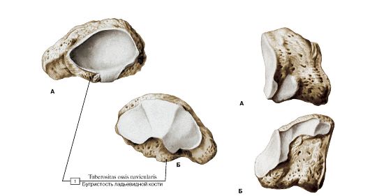 Gluteal tuberosity; 2 - Pectineal line; Spiral line; 3 - Lesser trochanter; 4 - Neck of femur; 5 - Greater trochanter; 6 - Fovea for ligament of head; 7 - Head of femur - student2.ru