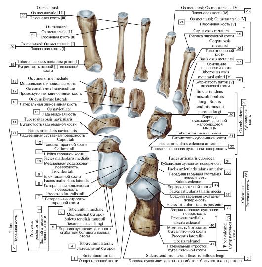 I - воздухоносная кость (решетчатая кость); II - длинная (трубчатая) кость; III - плоская кость; IV - губчатые (короткие) кости; V - смешанная кость - student2.ru