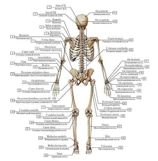 I - воздухоносная кость (решетчатая кость); II - длинная (трубчатая) кость; III - плоская кость; IV - губчатые (короткие) кости; V - смешанная кость - student2.ru