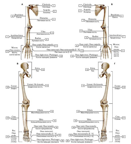 I - воздухоносная кость (решетчатая кость); II - длинная (трубчатая) кость; III - плоская кость; IV - губчатые (короткие) кости; V - смешанная кость - student2.ru