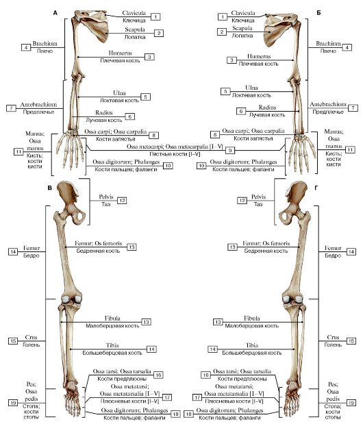 I - воздухоносная кость (решетчатая кость); II - длинная (трубчатая) кость; III - плоская кость; IV - губчатые (короткие) кости; V - смешанная кость - student2.ru