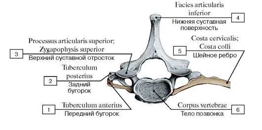 I - воздухоносная кость (решетчатая кость); II - длинная (трубчатая) кость; III - плоская кость; IV - губчатые (короткие) кости; V - смешанная кость - student2.ru