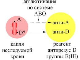 II.3.2. Определение резус-совместимости при переливании крови - student2.ru